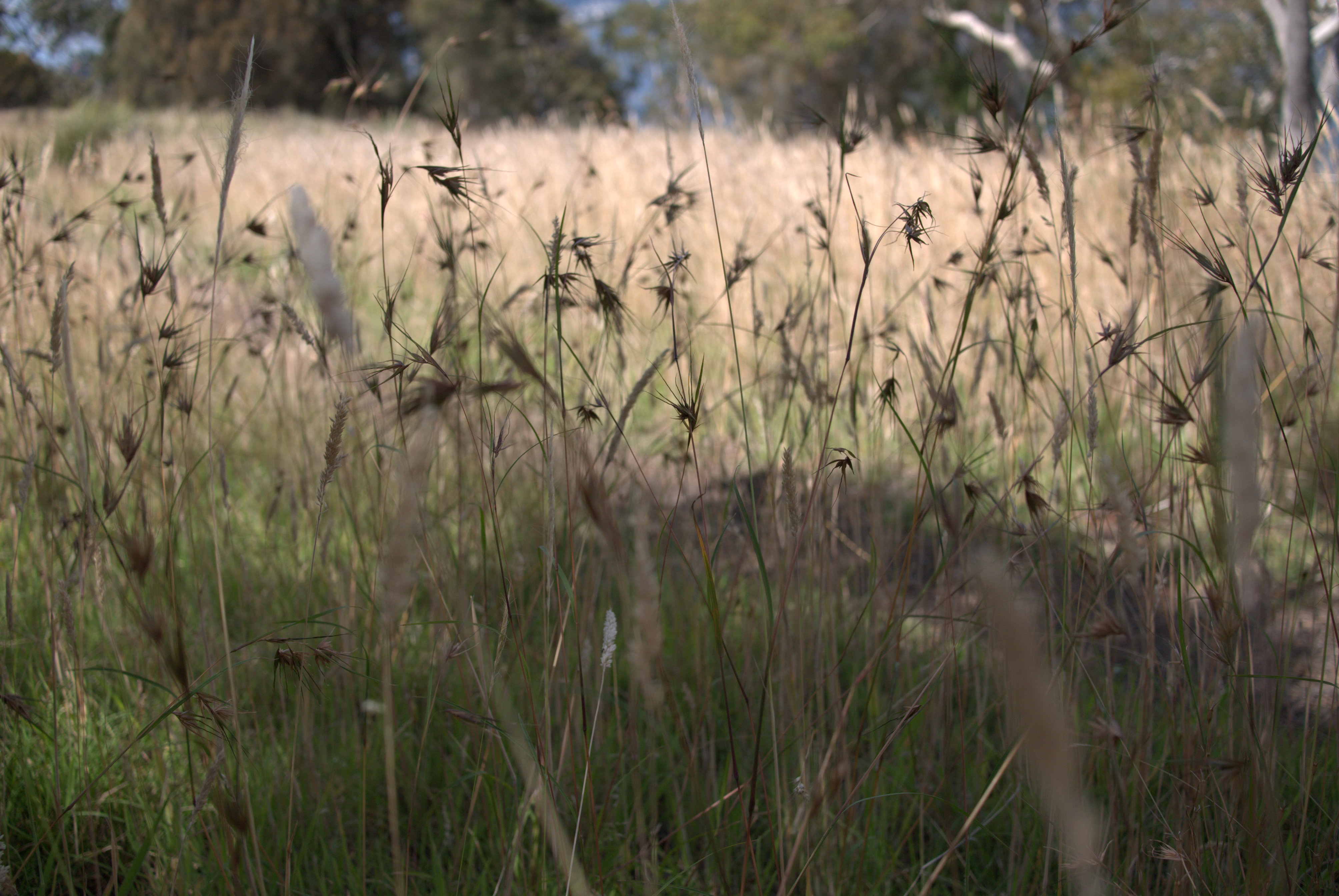 Themeda grasses