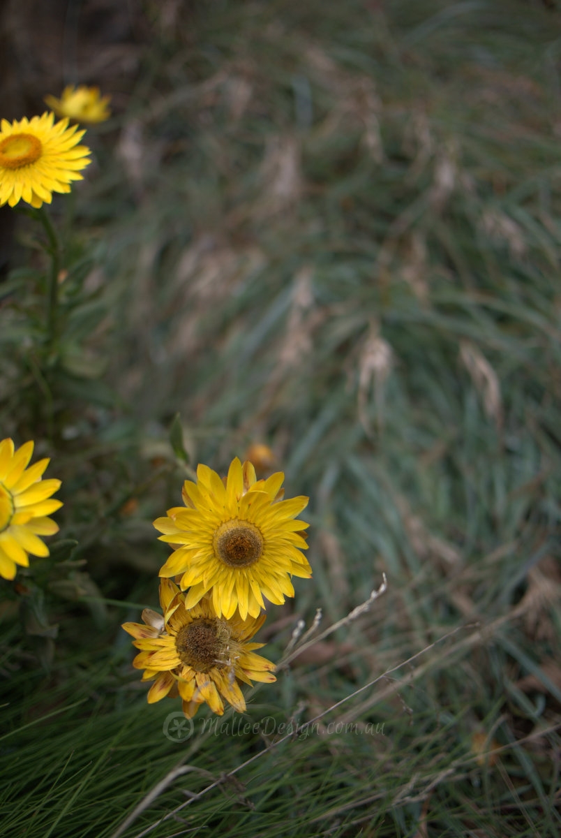 Yellow and grey green