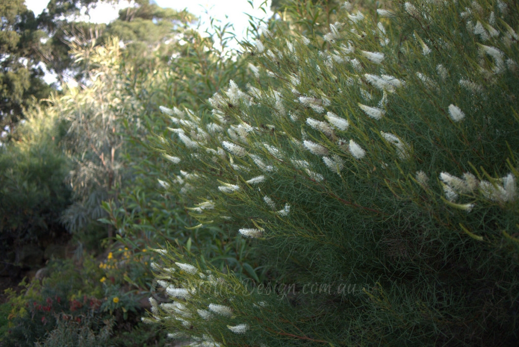 Unusual foliage P1010129