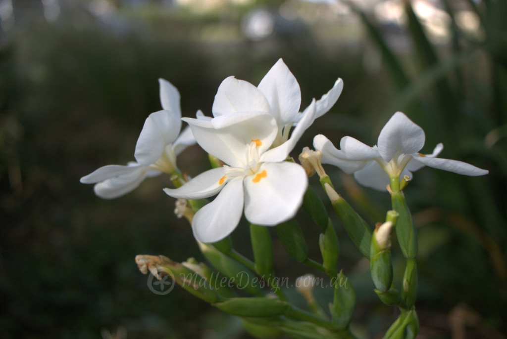 Bold broad leaf "Architectural Plant" P1020564