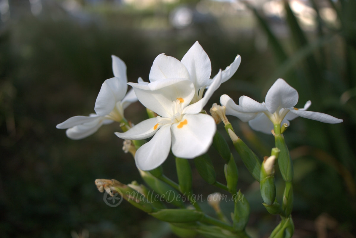 Bold broad leaf “Architectural Plant”