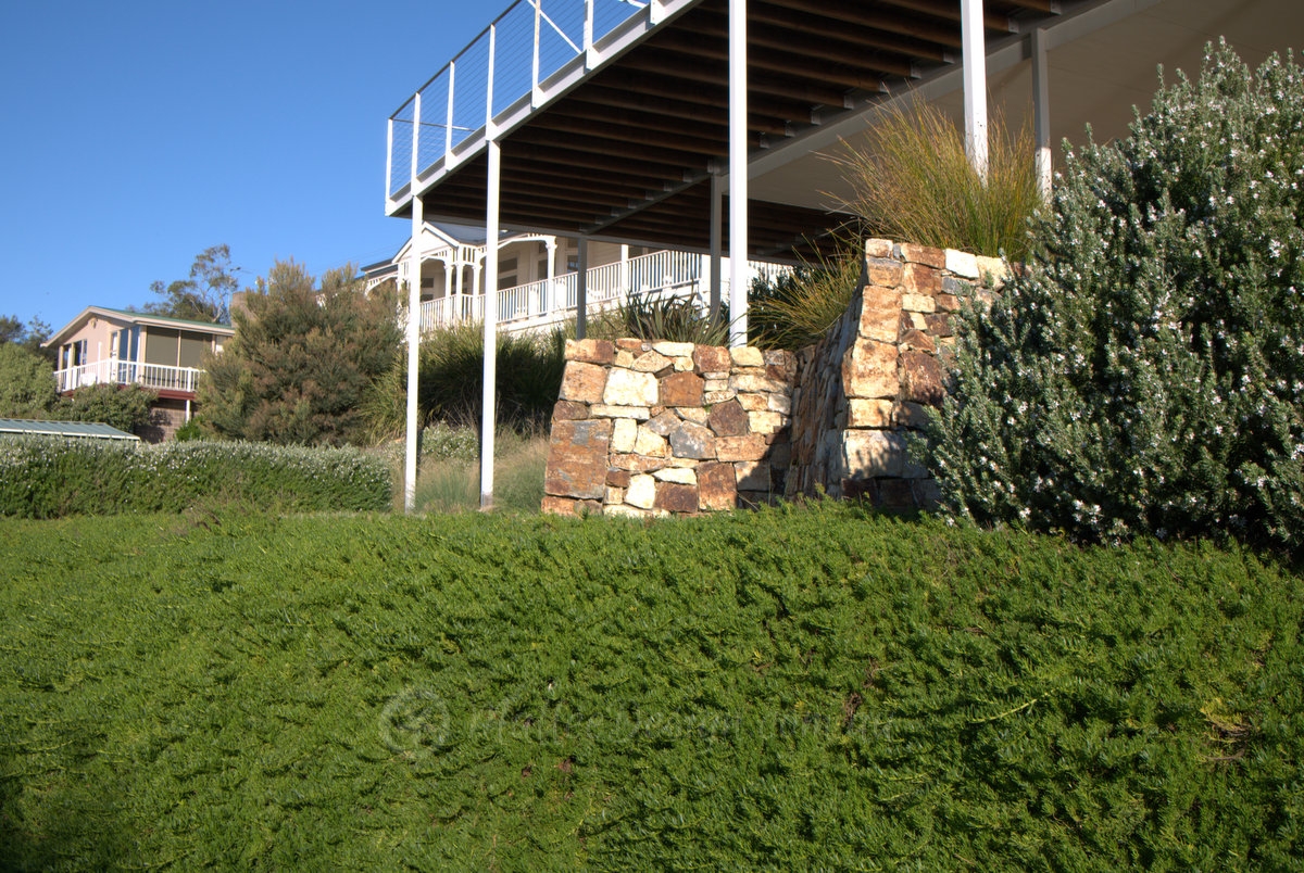 Carpeting groundcover