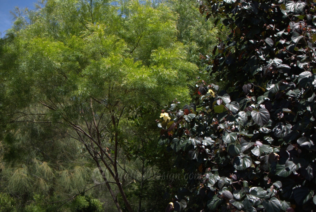 Texture and contrast P1030060