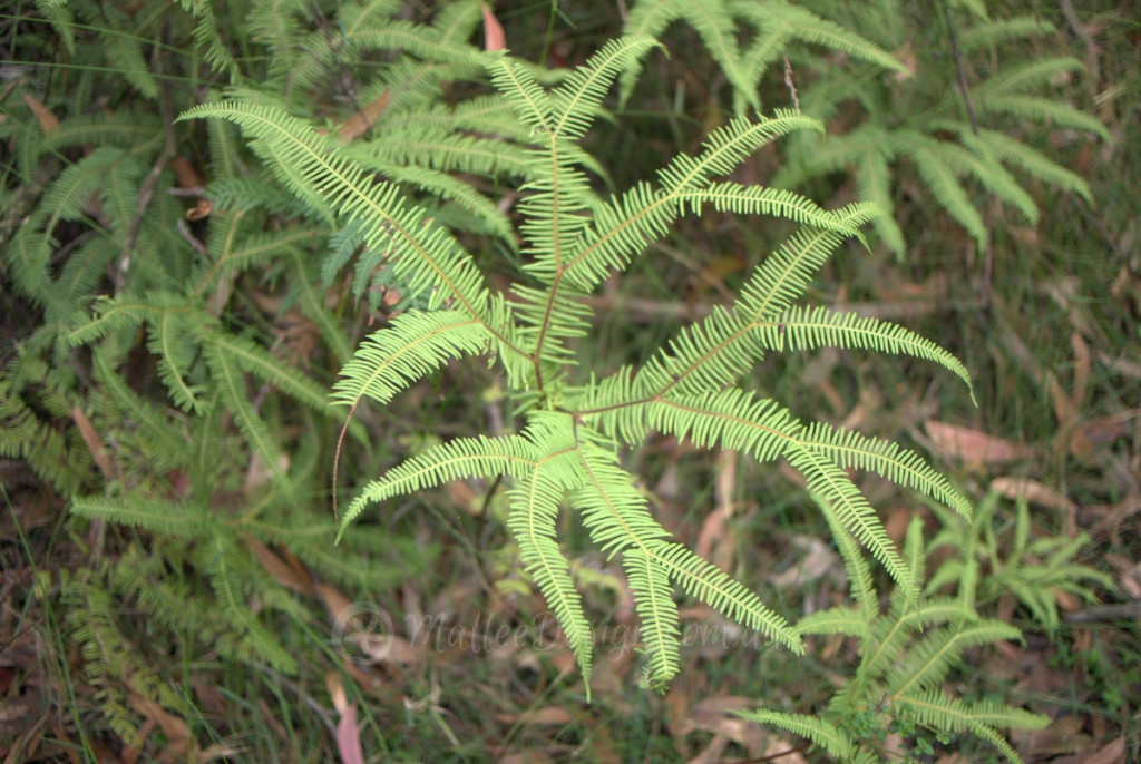 Forked Fern P1030676
