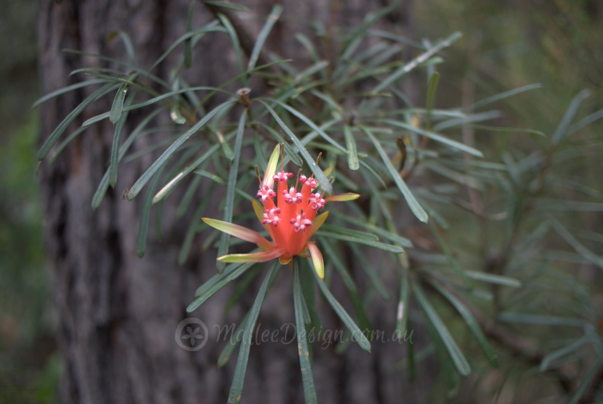Lambertia formosa