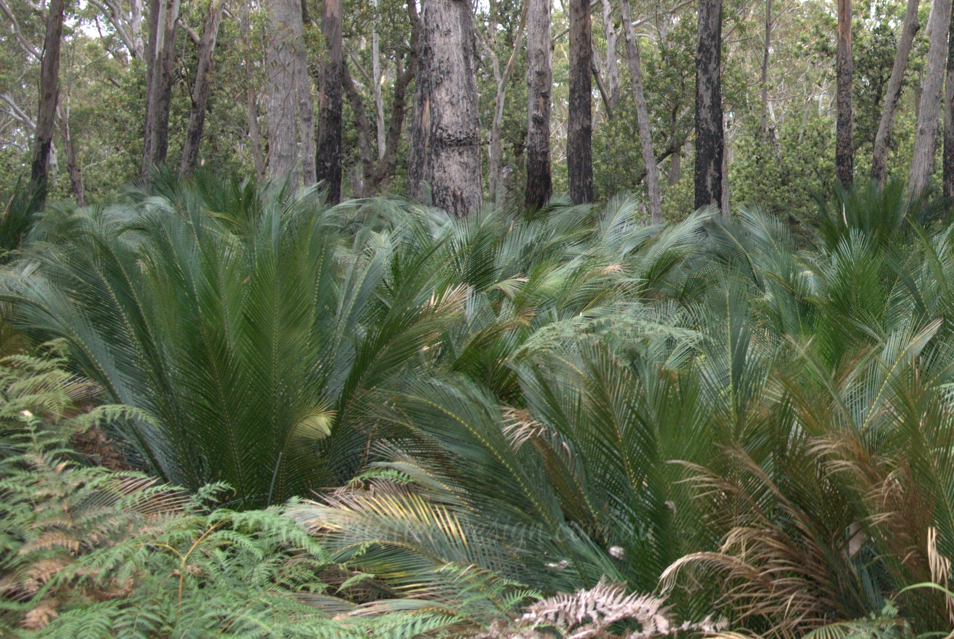 Dense Cycads