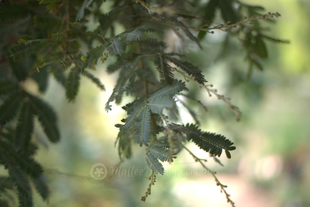 Grey ground cover P1050088