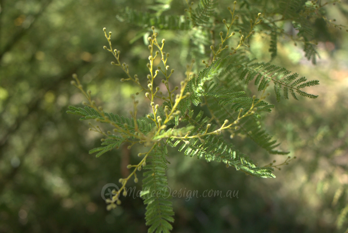 Acacia cardiophylla