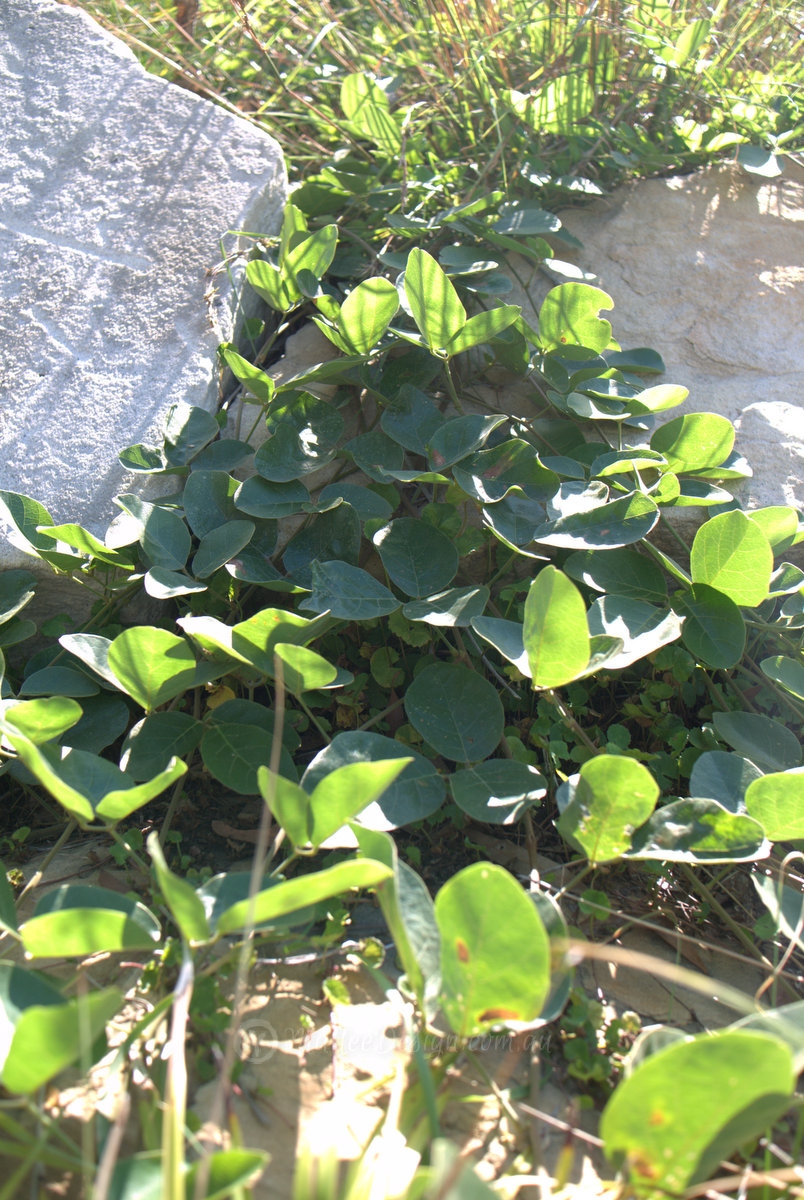 Weed suppression with ground covers P1050227
