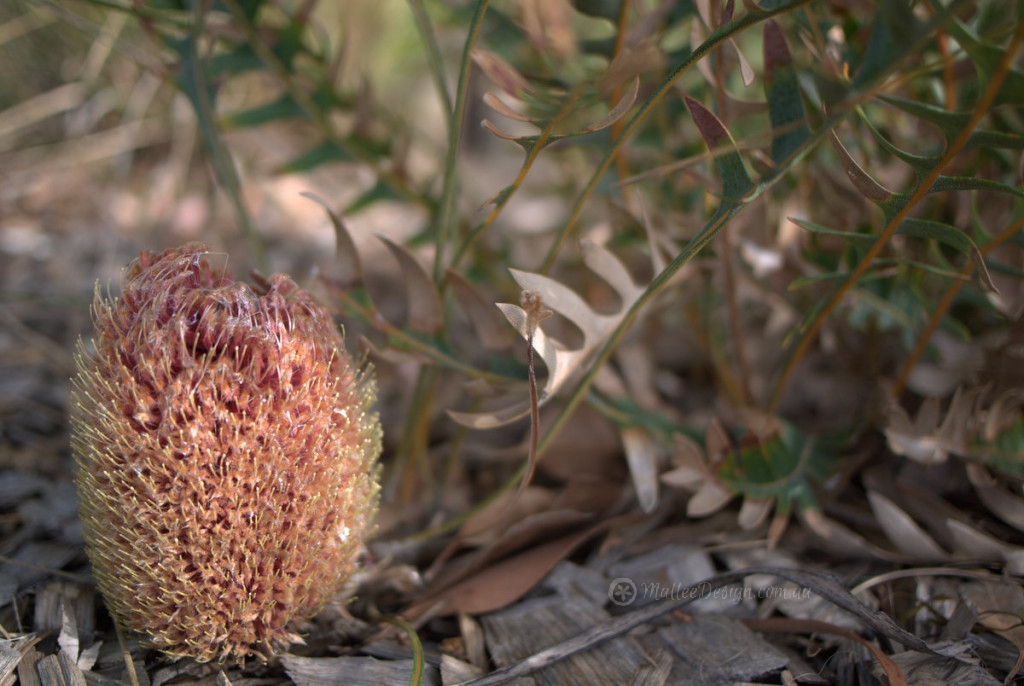 ground_banksia
