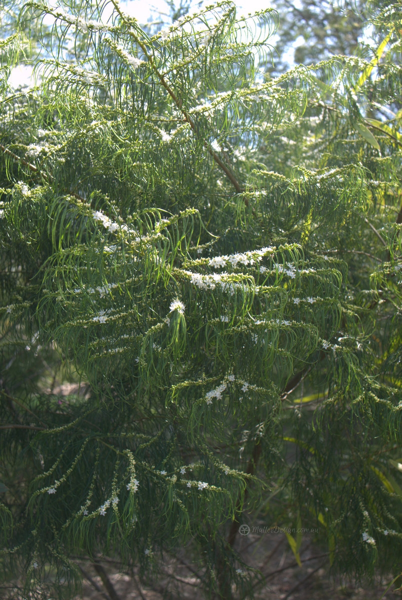 Hanging leaf pattern