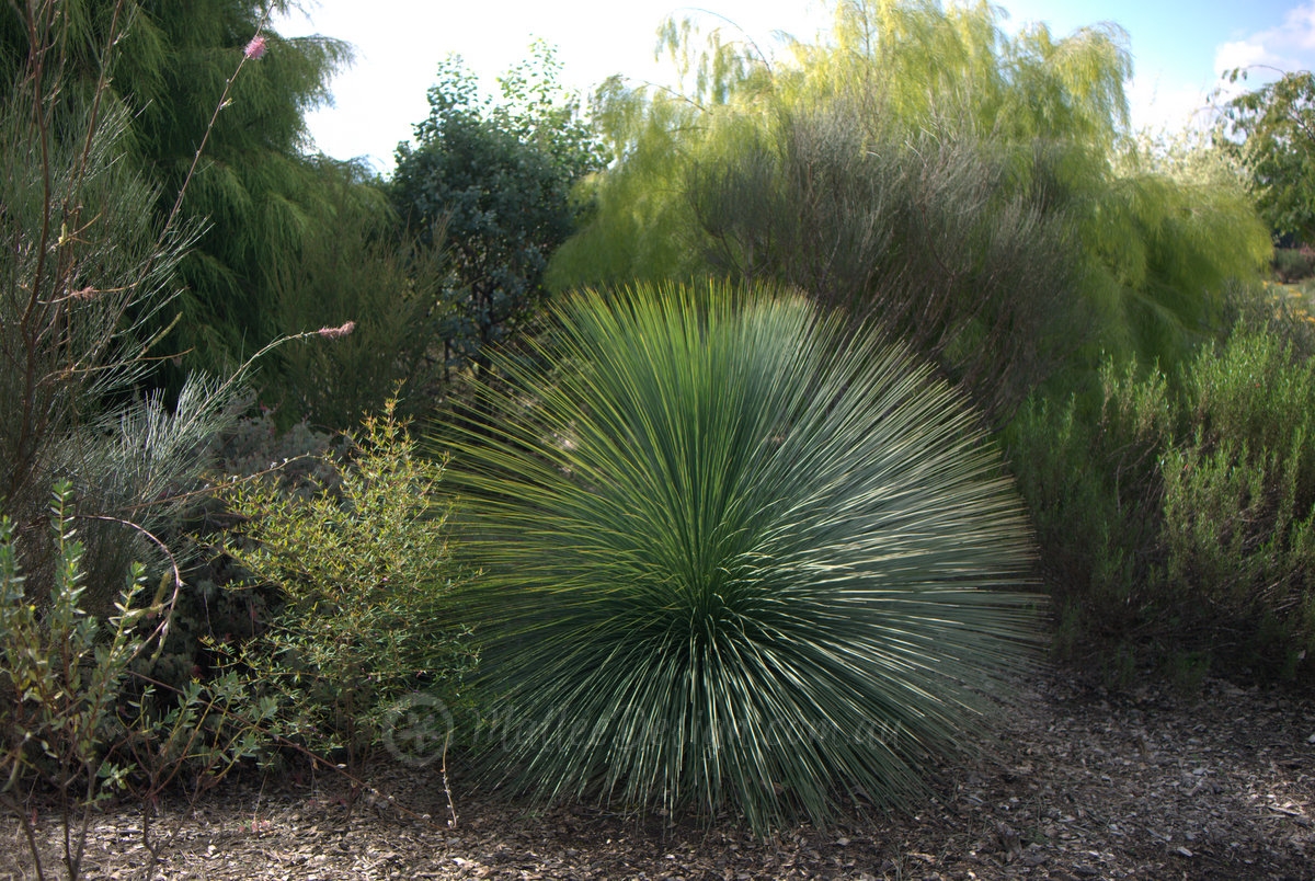 Grass tree spheres