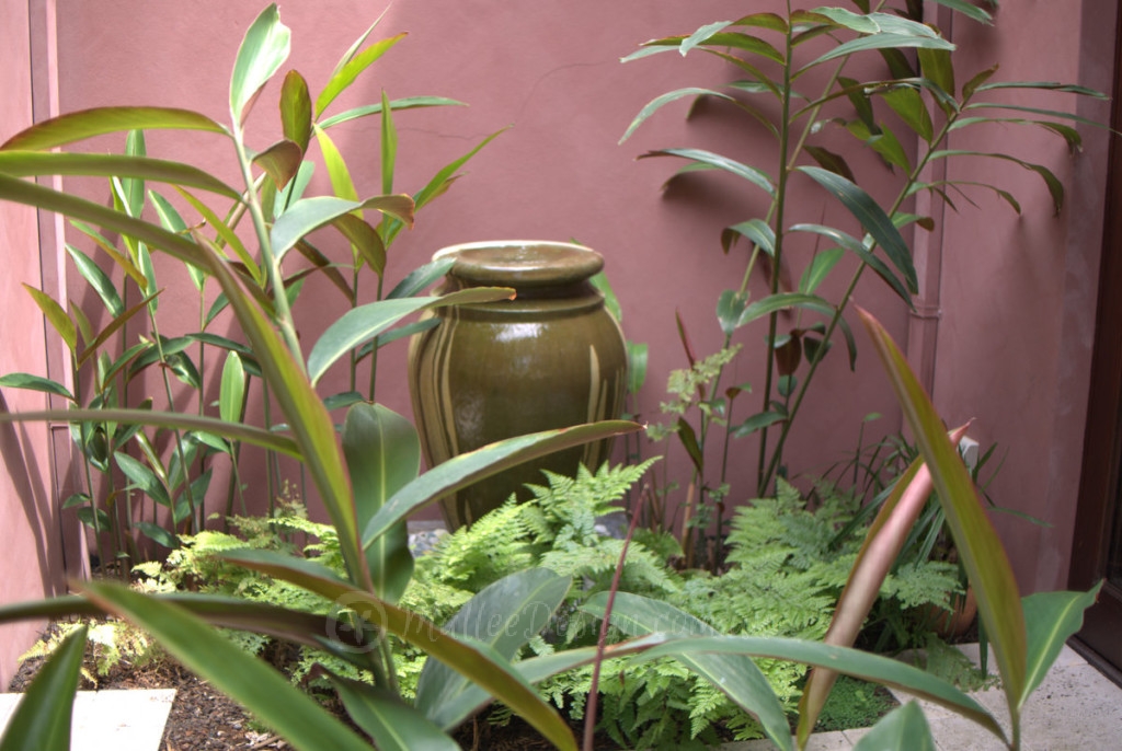 Native ginger: Alpinia caerulea 'Red Back' P1050339