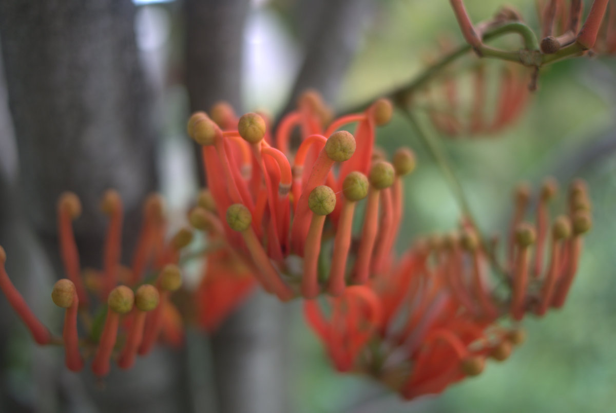 Tree on fire: Stenocarpus sinuatus