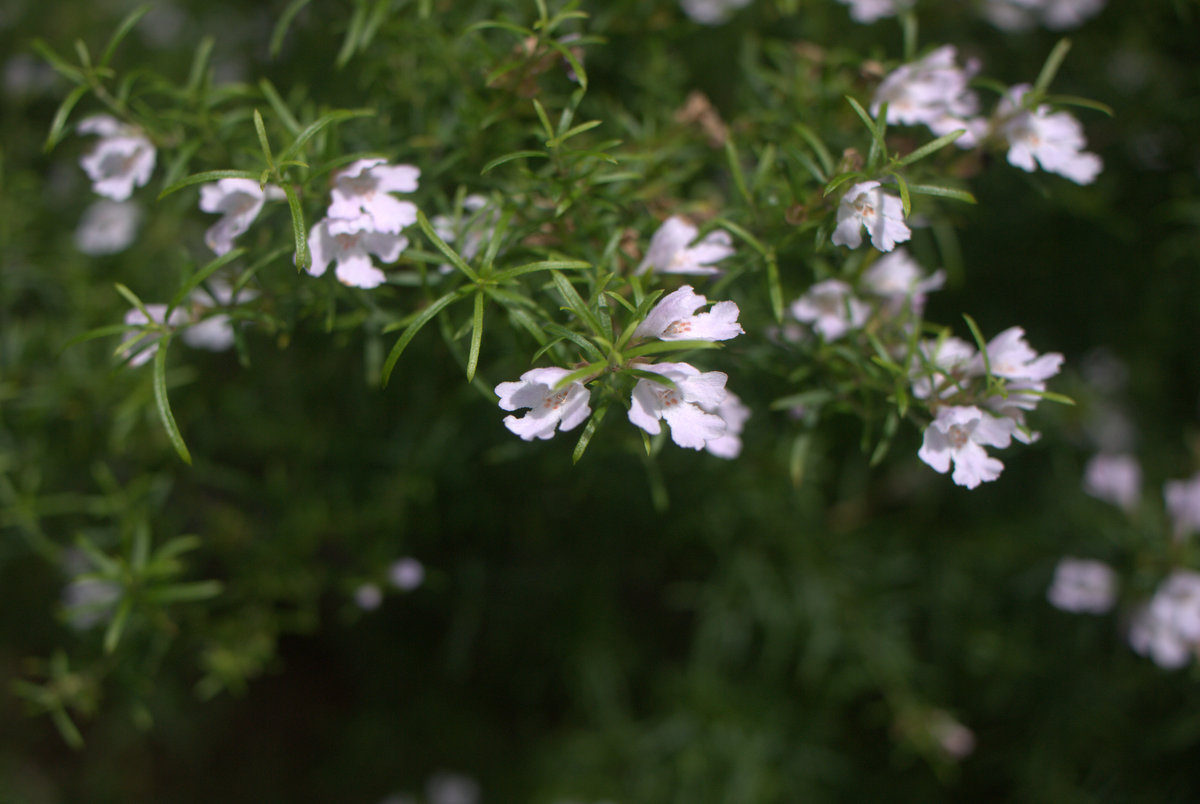 Soft Screening: Westringia ‘Snow Flurry’