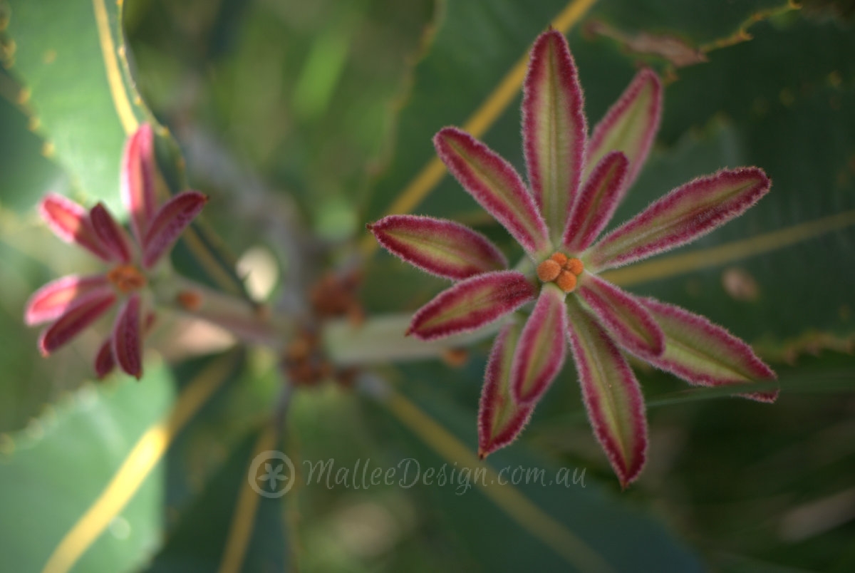 The double flowers of the Swamp Banksia: Banksia robur