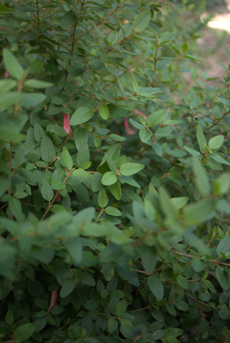 Low growing shrub: Correa 'Dusky Bells' P1050709