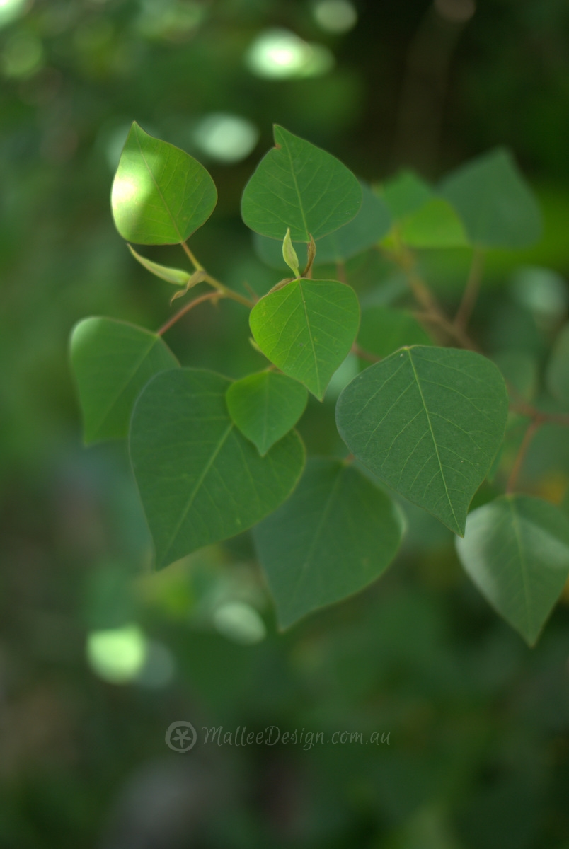 Illawarra dwarf bleeding heart: Homolanthus stillingifolius