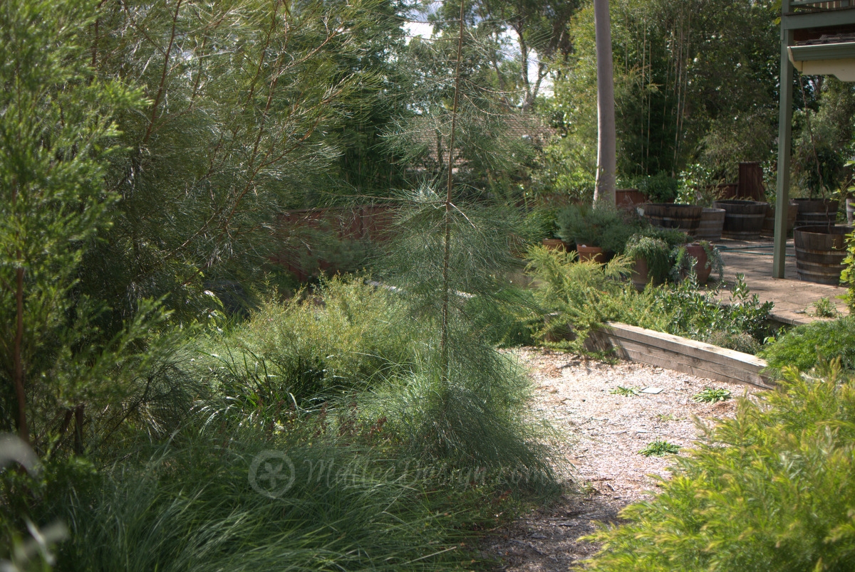 Portfolio: Engadine Garden Design