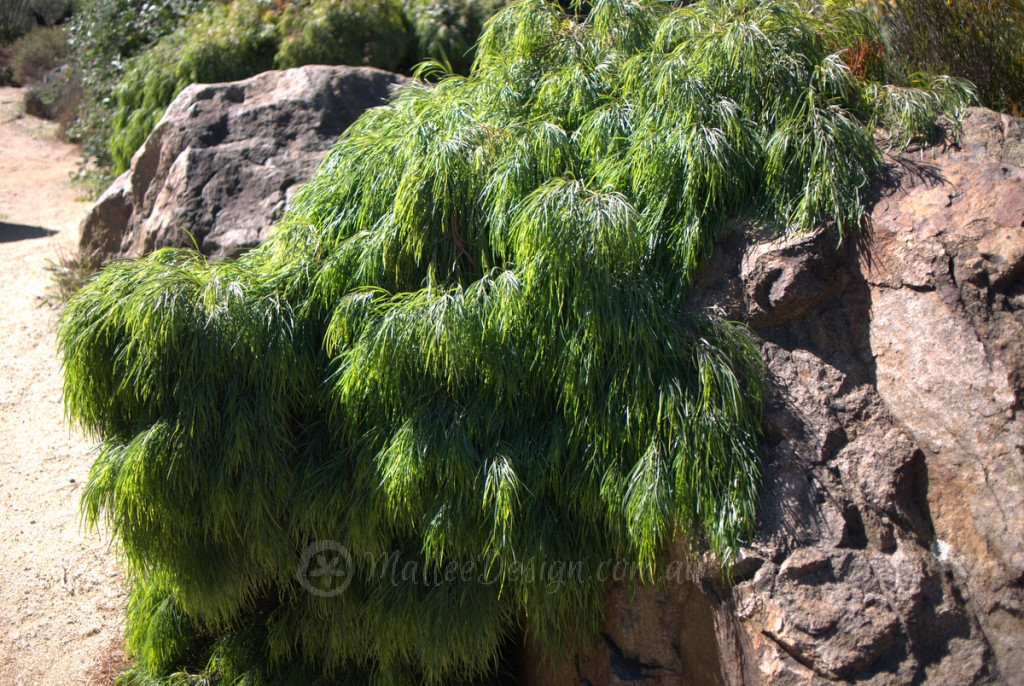 My favourite Acacia cognata dwarfs P1060193