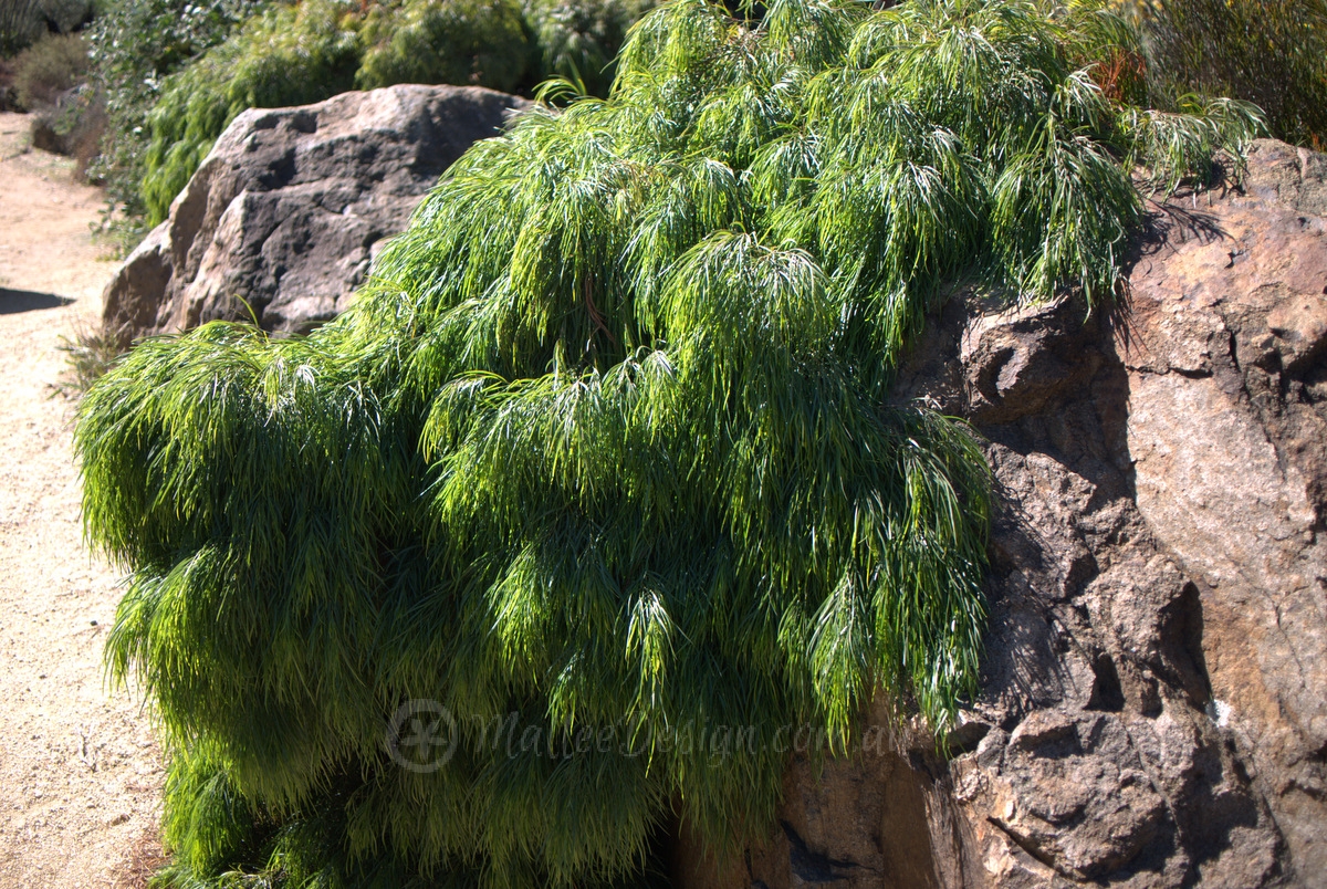 My favourite Acacia cognata dwarfs