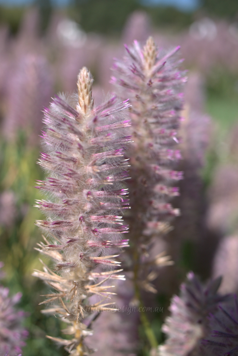 Stunning Arid Plant: Ptilotus exaltatus
