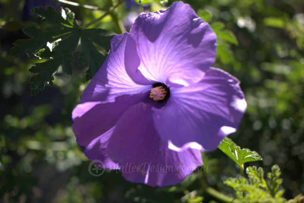 I don’t normally like Hibiscus but…Alyogyne huegelii