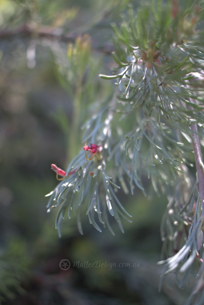 Prostrate Woolly Bush