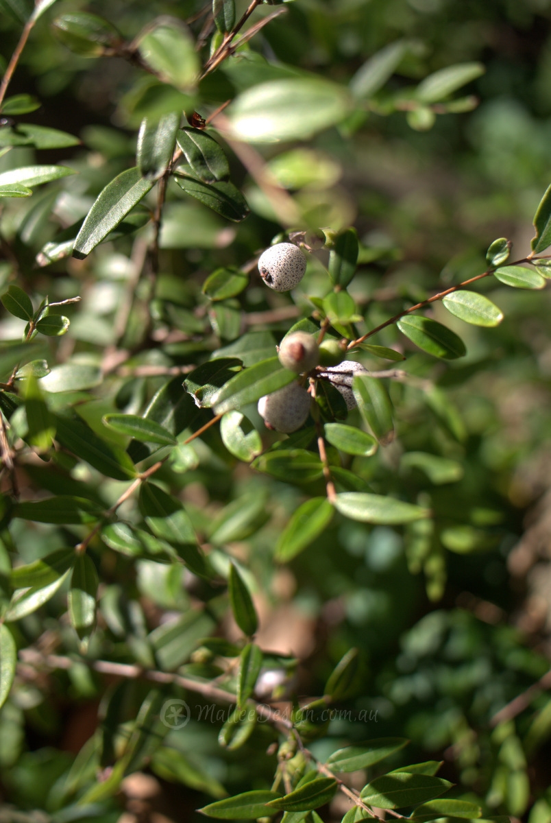 Buttery Blueberry Bush Tucker: Austromyrtus dulcis