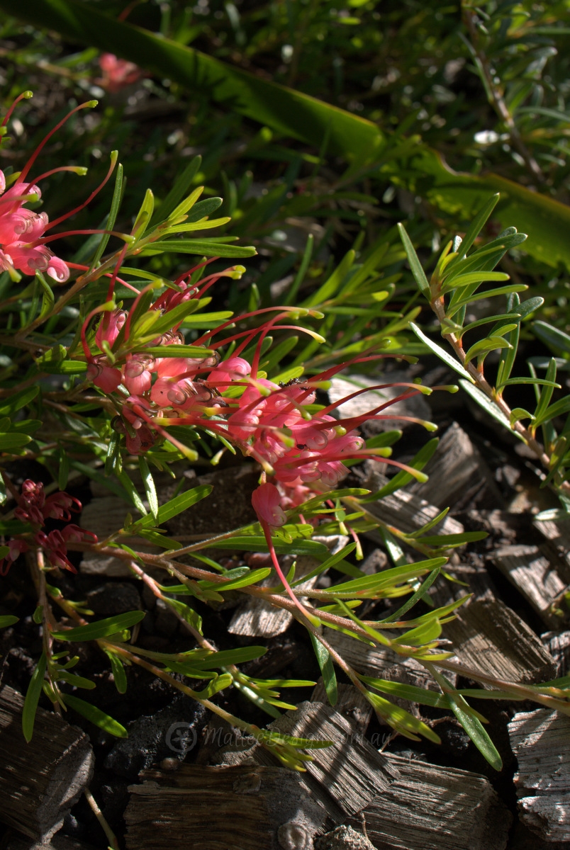 Crazy Carpeting Grevillea ground-covers P1060489