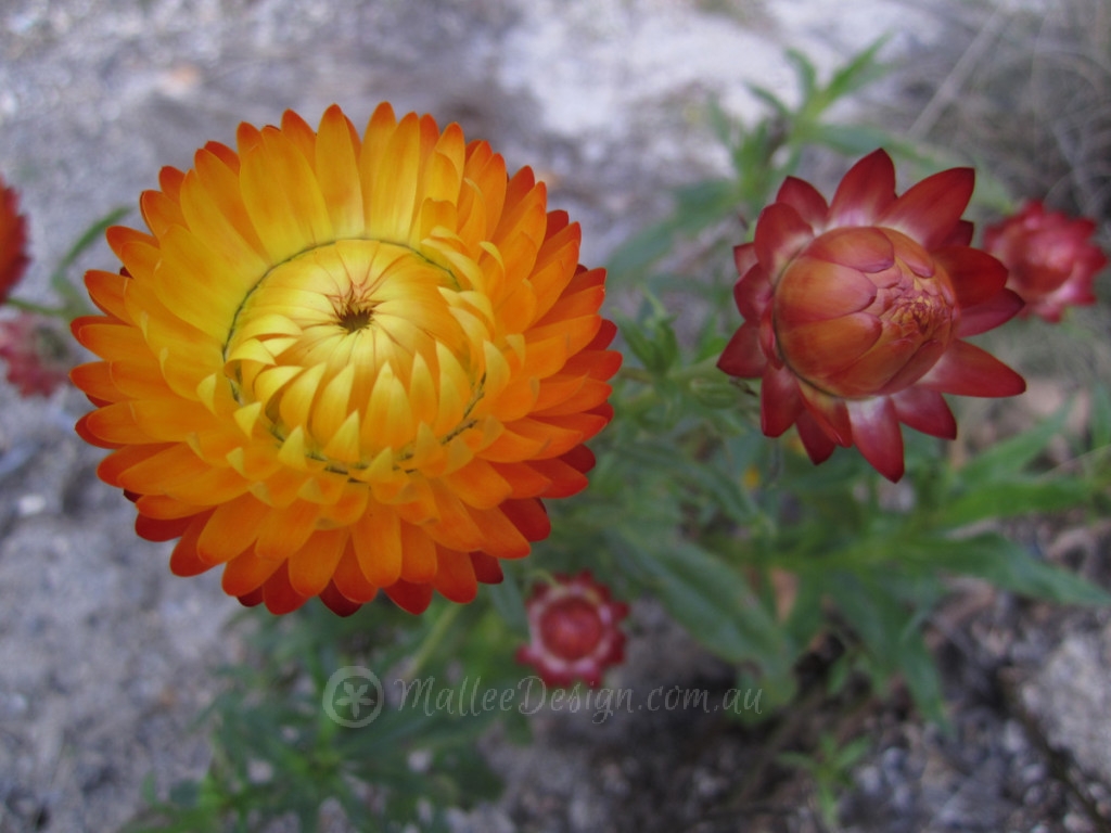 Daisies make me happy IMG_5057
