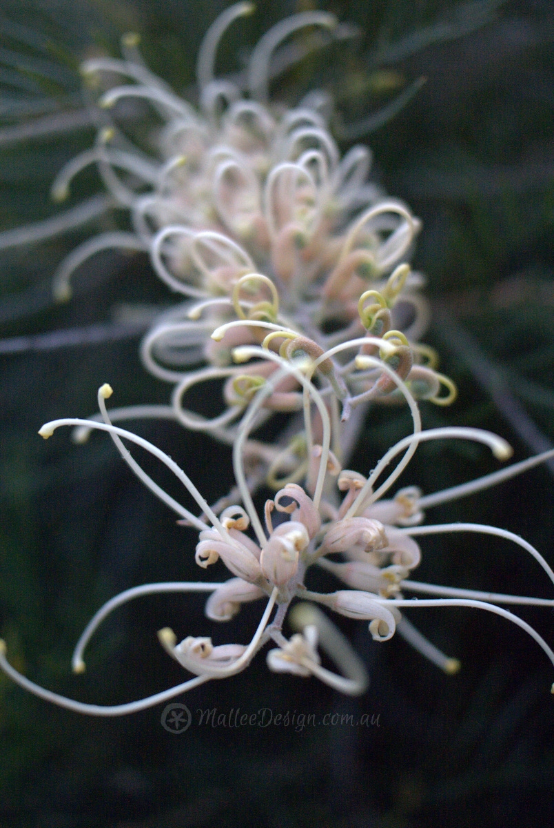 White flowering Grevillea ‘Ivory Whip’