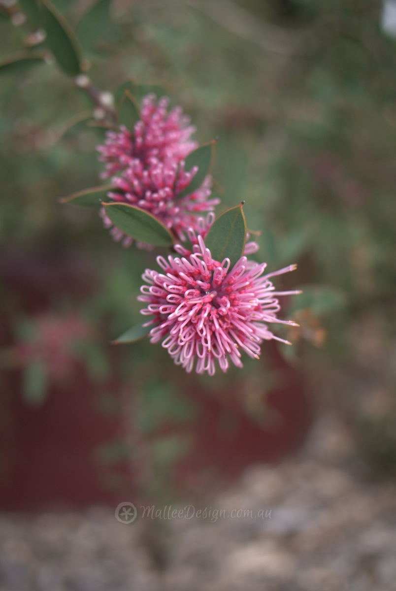 Grevillea Park pipes