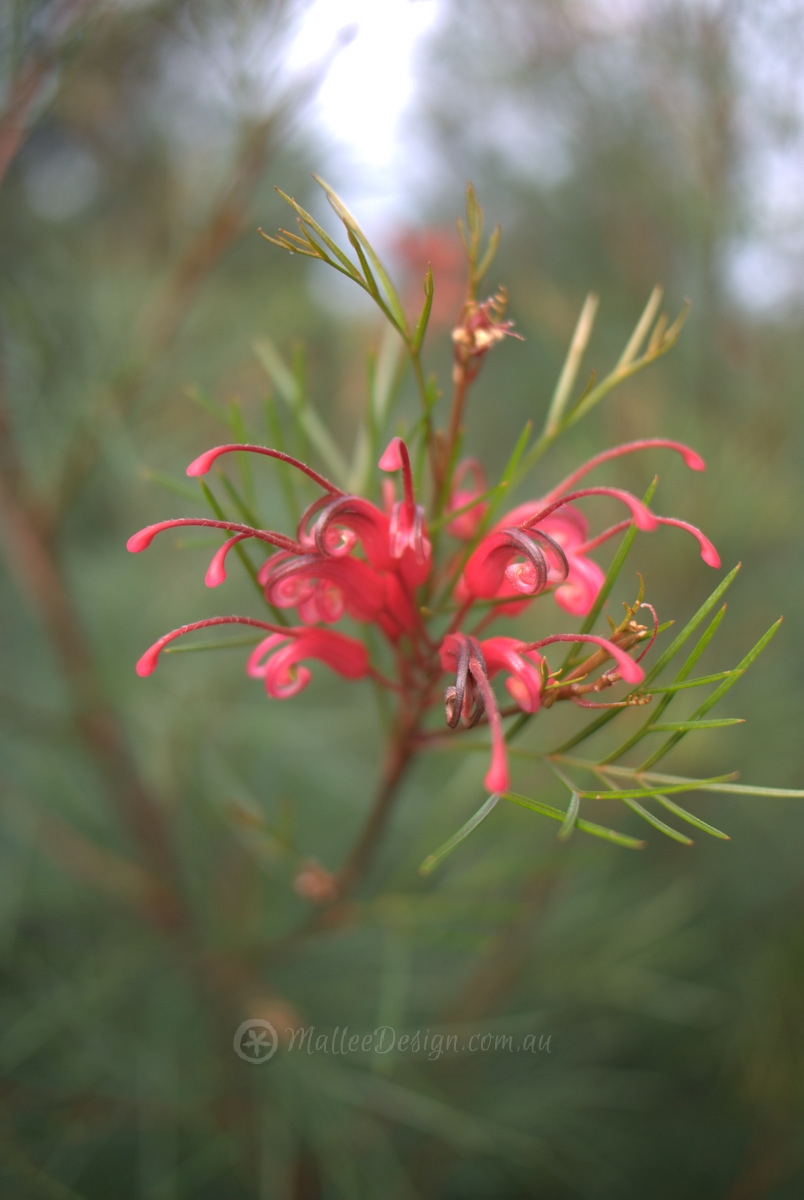 Screening with Grevillea 'Bonfire' P1060732