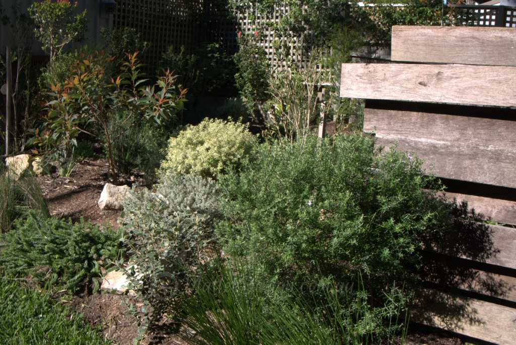 Portfolio: North Bondi Garden Design P1060879