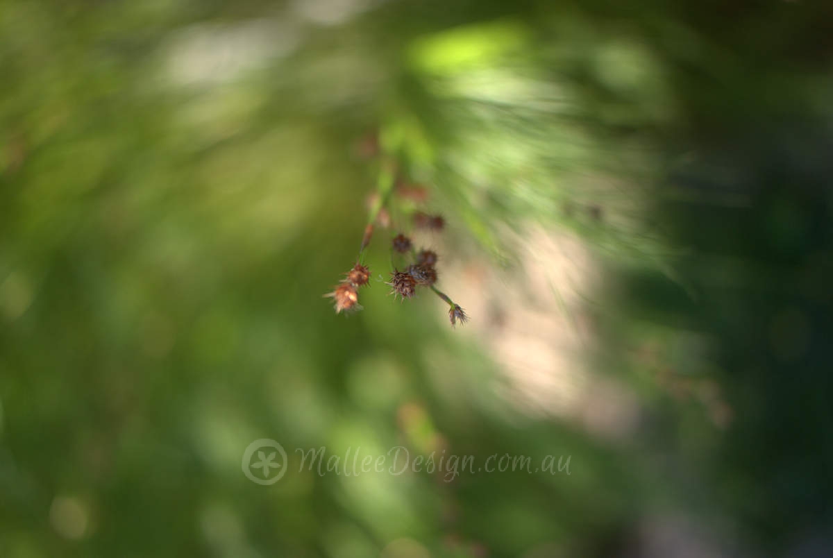 Soft Feathery Grass: Baloskion tetraphyllum