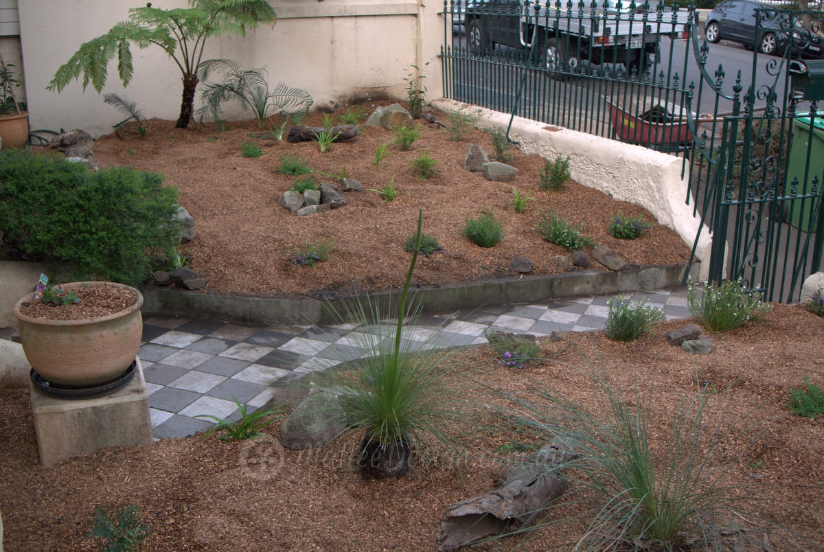 Portfolio: Glebe Native Garden Blitz!