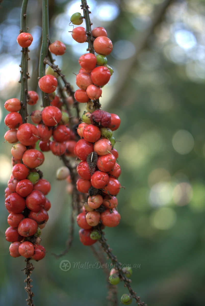 Australian Plants Society Open Gardens: Aitkin Garden Bonnet Bay