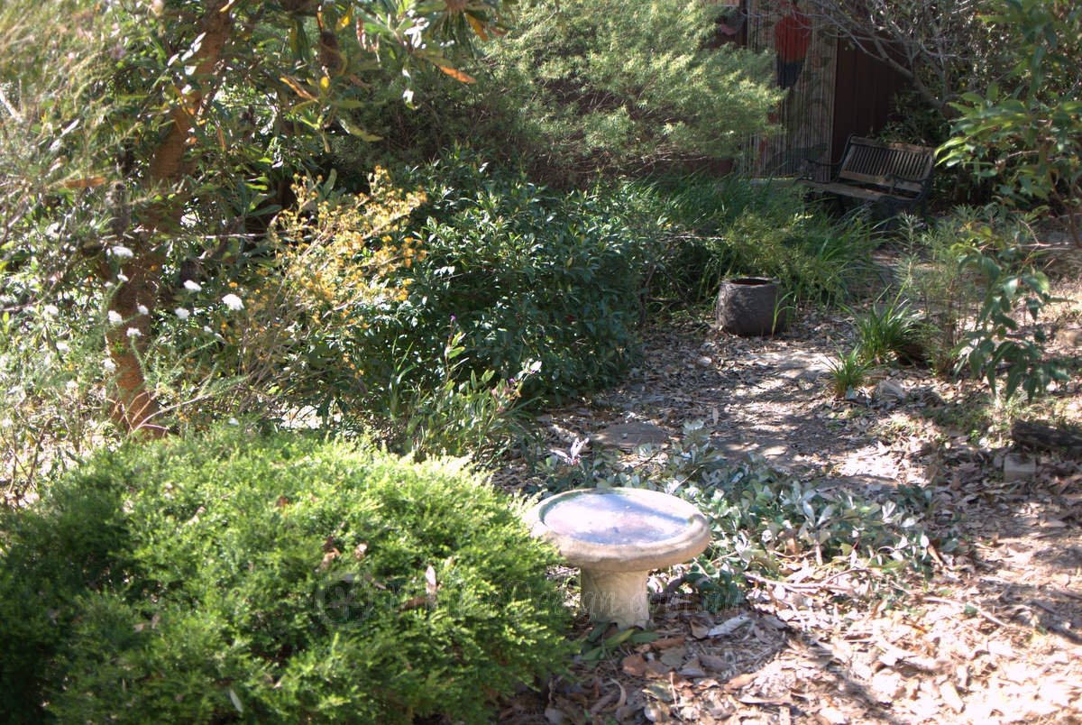 Australian Plants Society Open Gardens: Hogue Garden Jannali