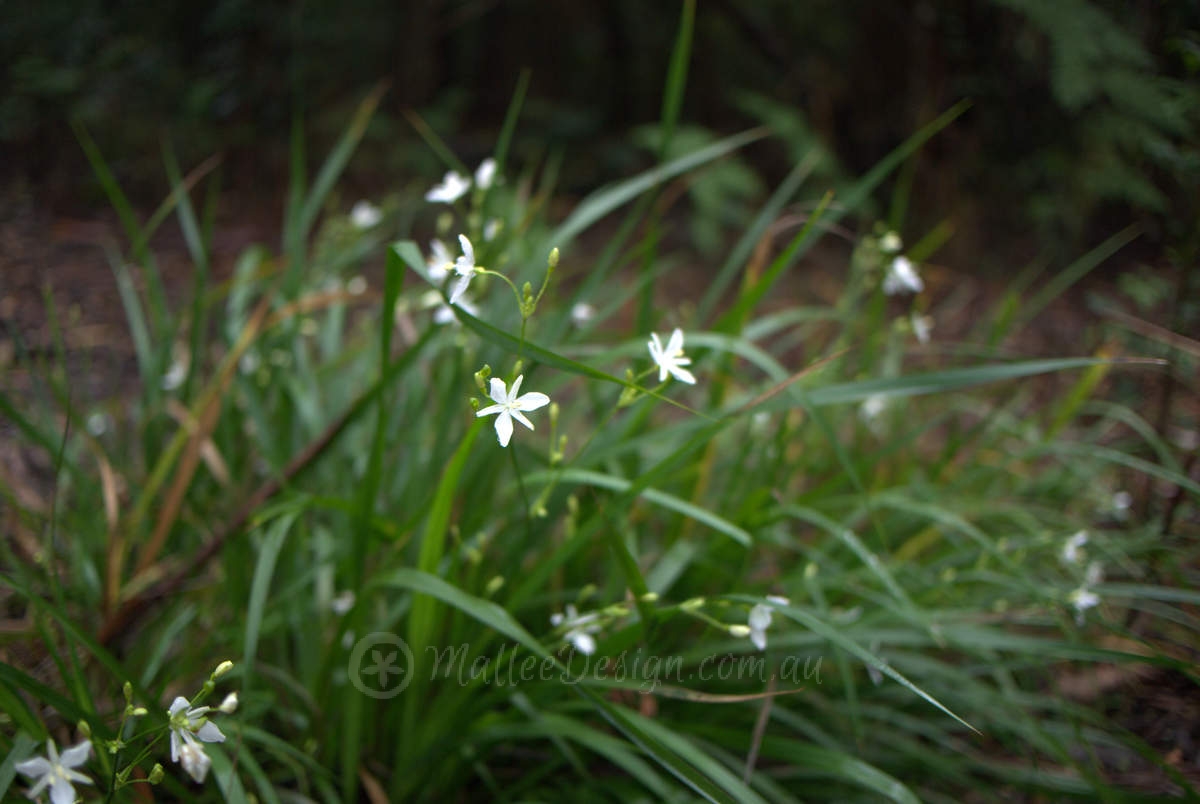 Shade-loving Ornamental Grass: Libertia paniculata