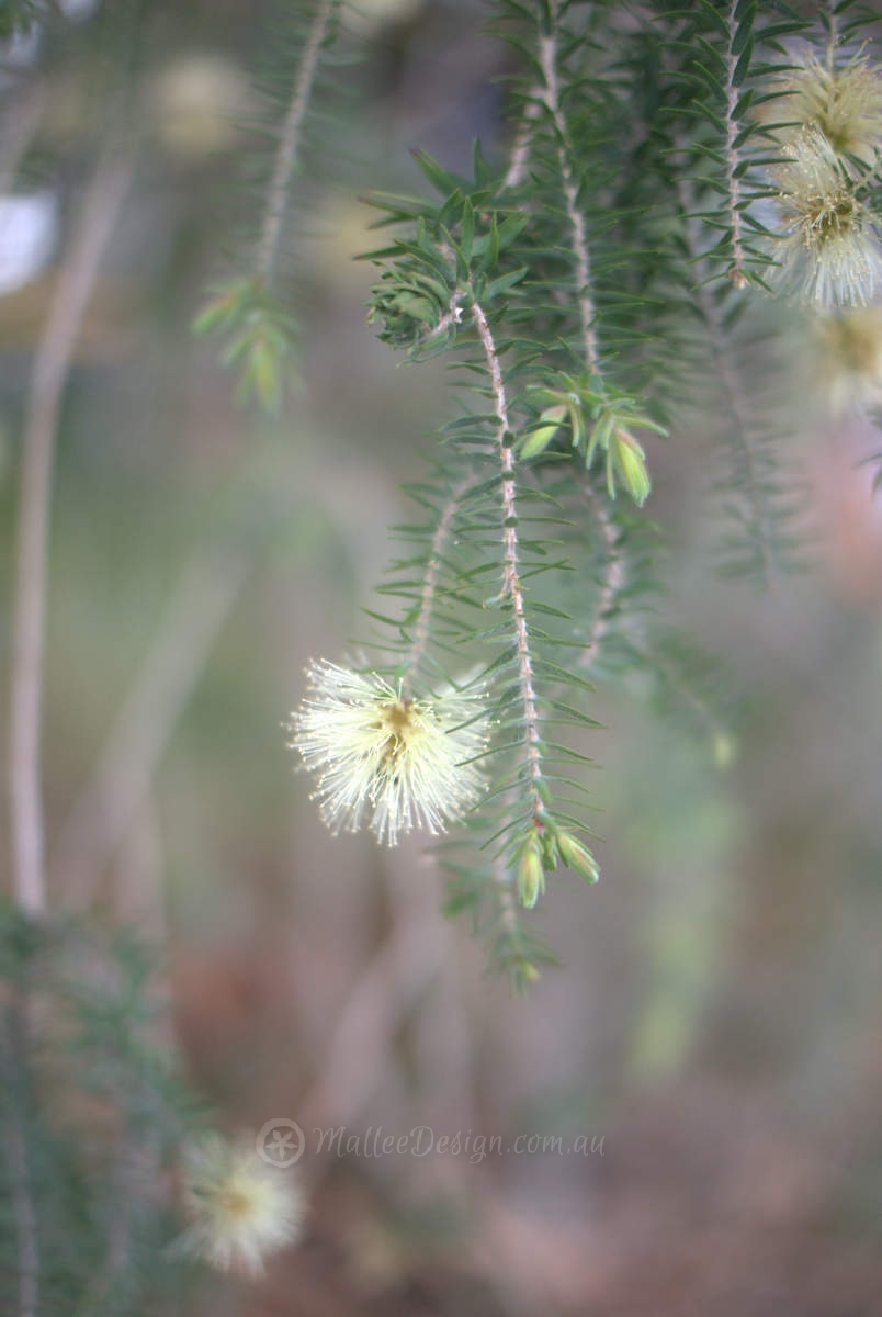Easy to grow WA species: Melaleuca incana