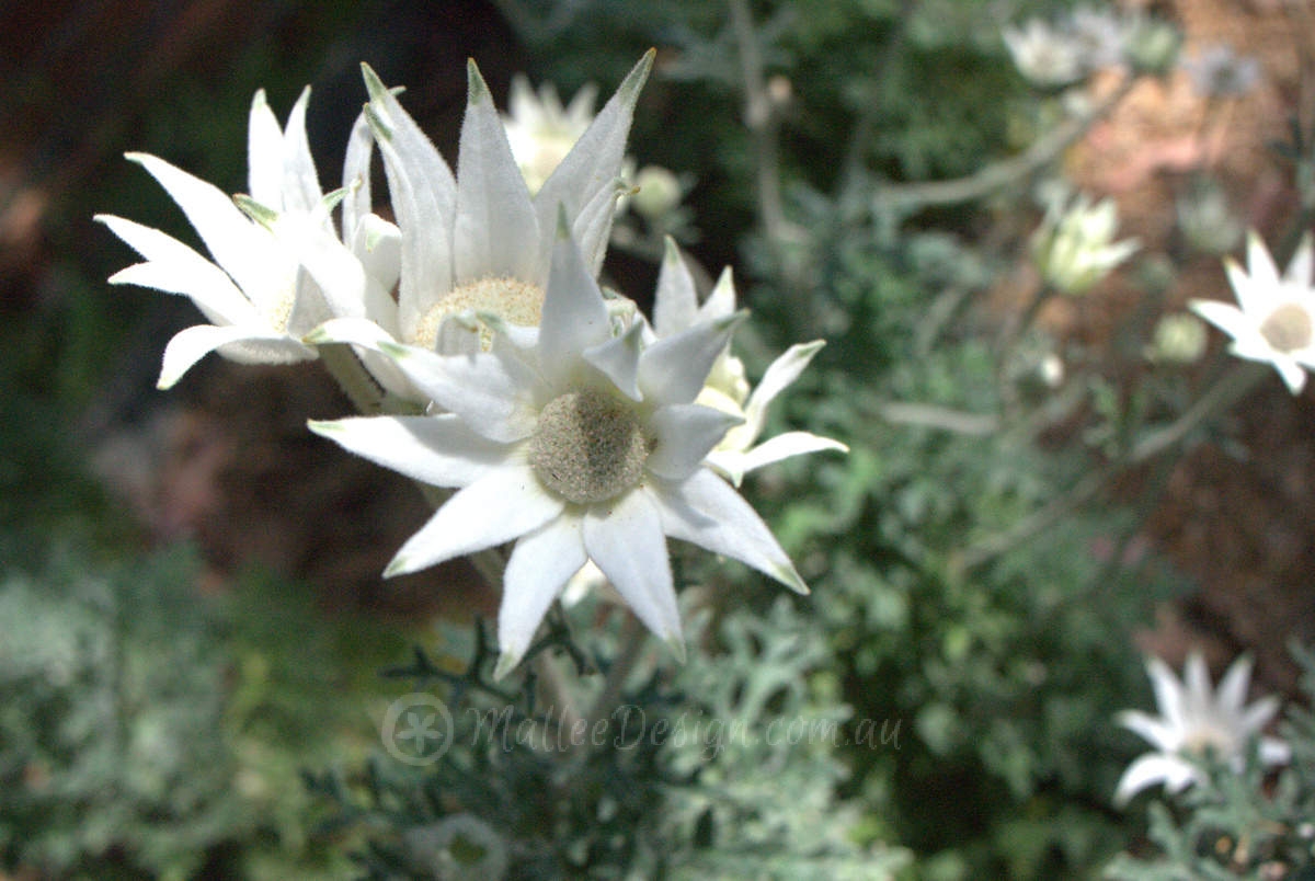 Try growing Actinotus helianthi, its not so hard…