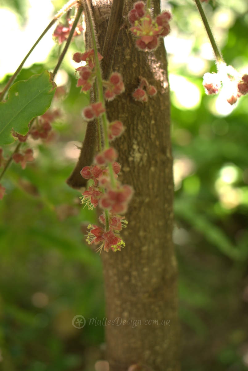 Plum Bush Tucker: Davidsonia pruiens