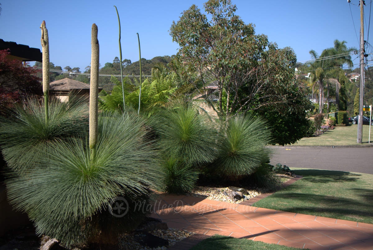 Amazing nature strip garden with real street address!