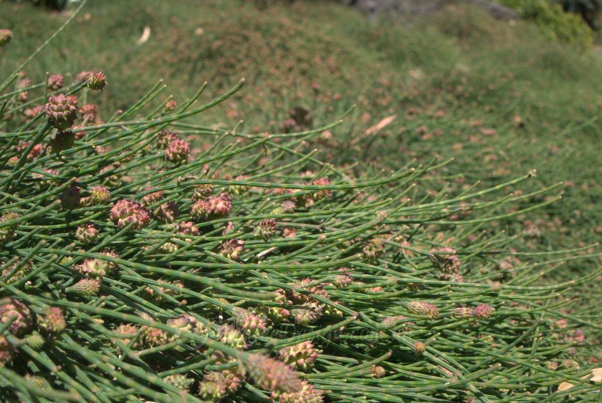 Casuarina Groundcovers: Casuarina glauca prostrate