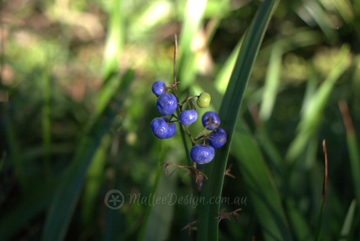 Bush Tucker Under-Dog: Dianella caerulea