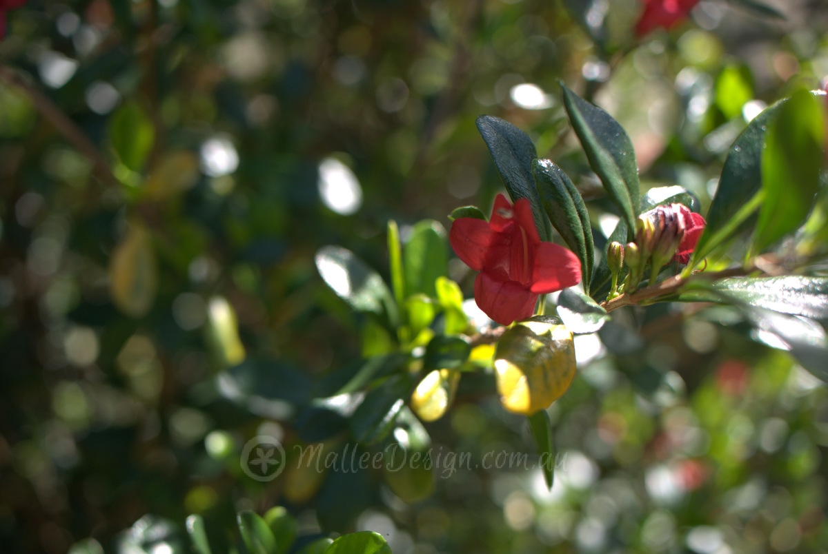 Another Native Christmas Tree? Graptophyllum excelsum