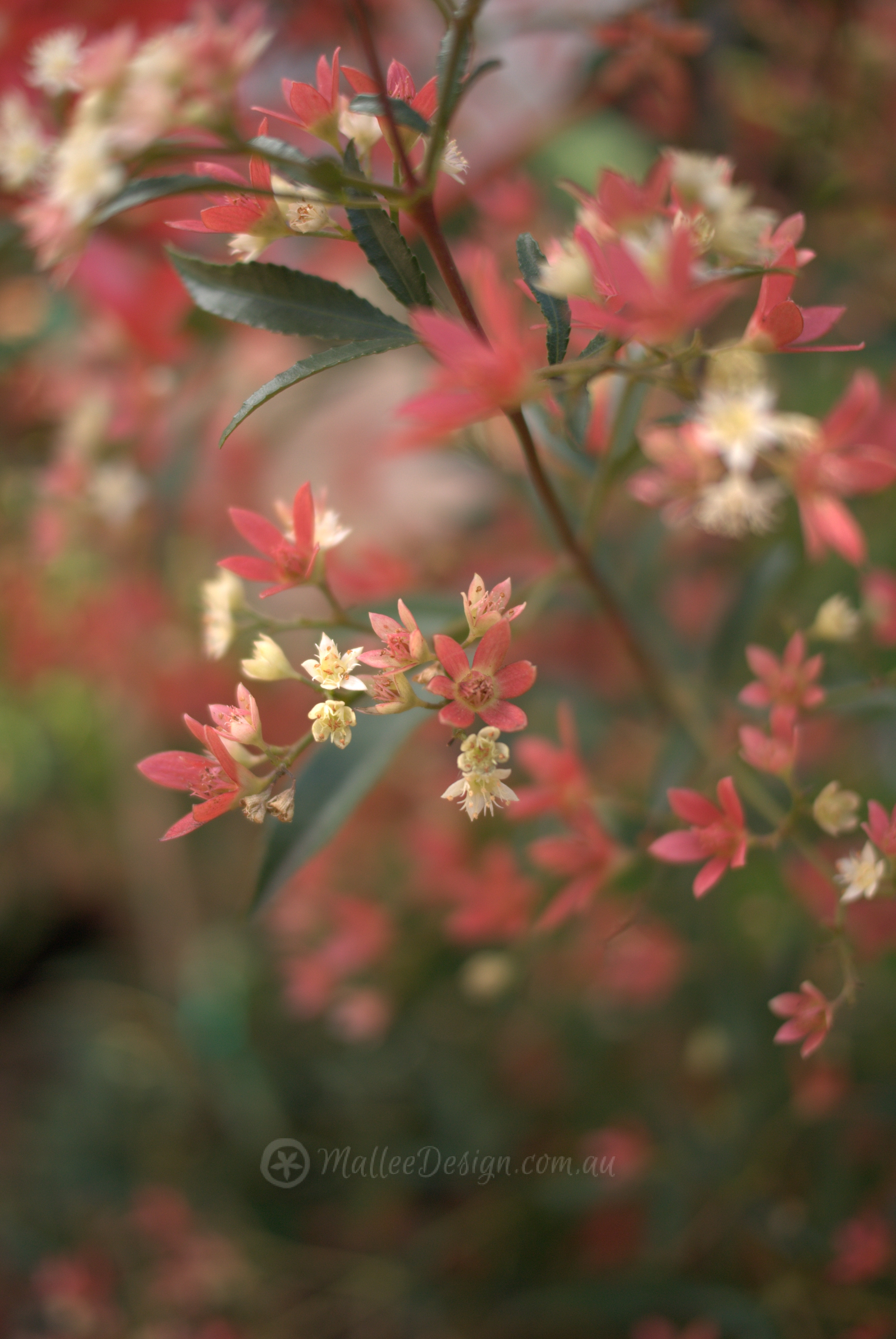 More Native Christmas Trees