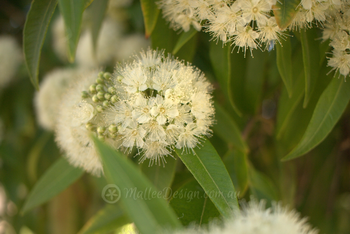 Wonderful Street Trees: Backhousia citriodora