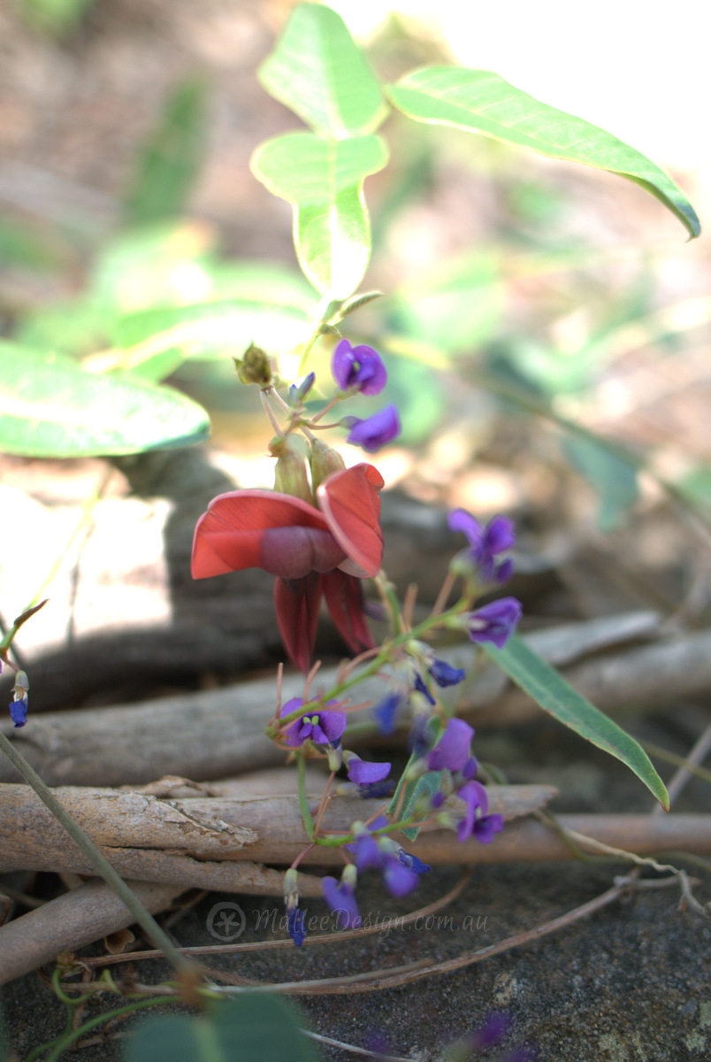 Re-launch of APS Illawarra